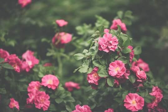 Many blooming pink roses on a bush in vintage style outdoors, selective focus, greeting card