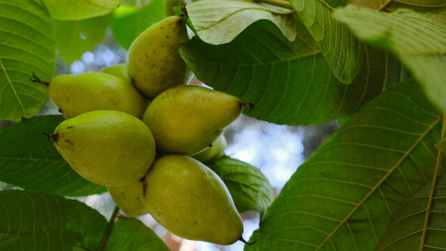 A bunch of Manchurian walnuts. Branches of a tree with young Juglans mandshurica fruits.