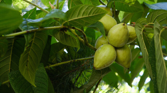 A bunch of Manchurian walnuts. Branches of a tree with young Juglans mandshurica fruits.