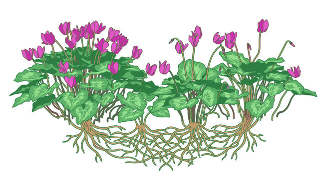 Eine detaillierte botanische Illustration von bl&uuml;henden Alpenveilchen mit sichtbarem Wurzelsystem, isoliert auf einem wei&szlig;en Hintergrund f&uuml;r wissenschaftliche Zwecke.