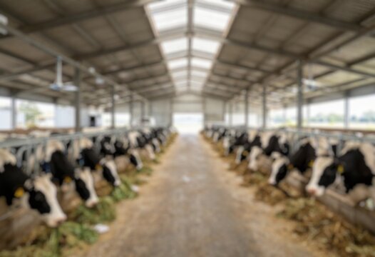 Blurred New Zealand dairy cows feeding inside a livestock barn, suitable for farming and dairy industry backgrounds.