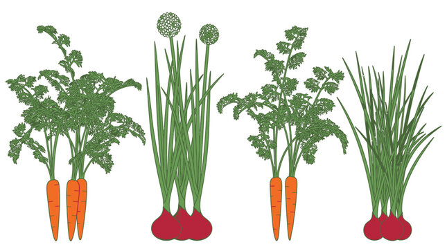 Conjunto de ilustra&ccedil;&otilde;es vetoriais de vegetais frescos, incluindo cenouras, cebolas com flores e beterrabas, isoladas em um fundo branco para design culin&aacute;rio e saud&aacute;vel.