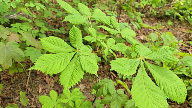 Horse Chestnut (Aesculus hippocastanum) seedling on forest floor in Wales, UK