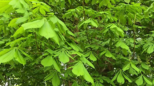 Horse Chestnut (Aesculus hippocastanum) leaves, on a large mature tree, in Wales, UK