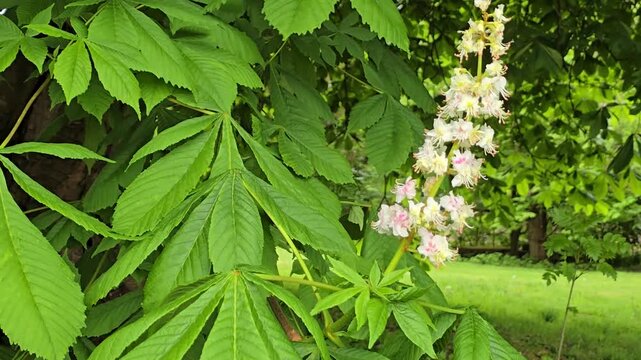 Horse Chestnut (Aesculus hippocastanum) flower, in Wales, UK