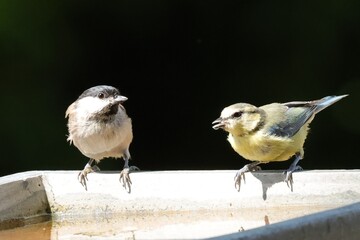oiseaux © pia