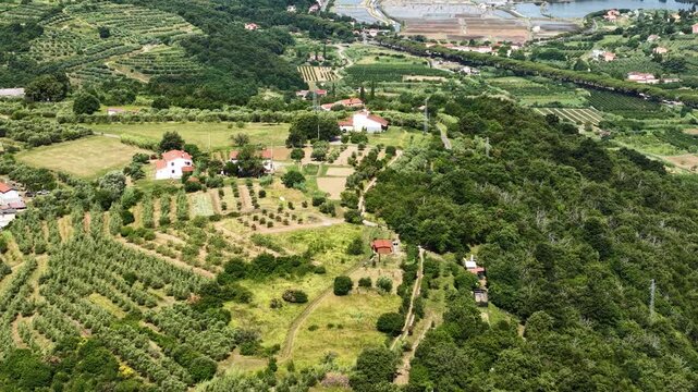 Drone Shot of Slovenian Village Above Adriatic Sea Coast, Olve Groves and Vineyards on Green Hills