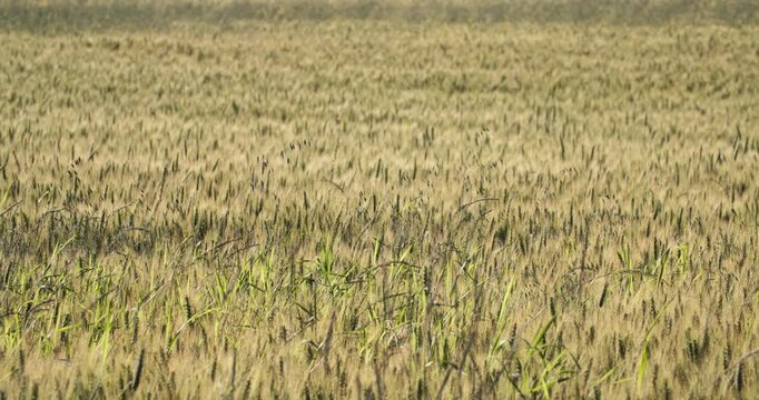 A cinematic portrayal of Montana&rsquo;s grain landscapes, from golden barley fields to expansive monoculture farms
