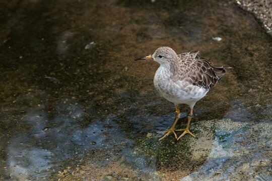 Ruff (Calidris pugnax) at Korkeasaari Zoo, Helsinki, Finland, Europe.