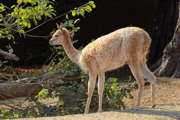 Vicuña (vicugna vicugna), a wild South American camelid native to the high-alpine grasslands of the Andes Mountains,  at Korkeasaari Zoo, Helsinki, Finland, Europe. © Raimo Bergroth