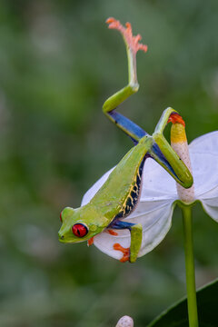 Red-eyed tree frog balancing on a white anthurium flower leaf in the rainforest with amphibian