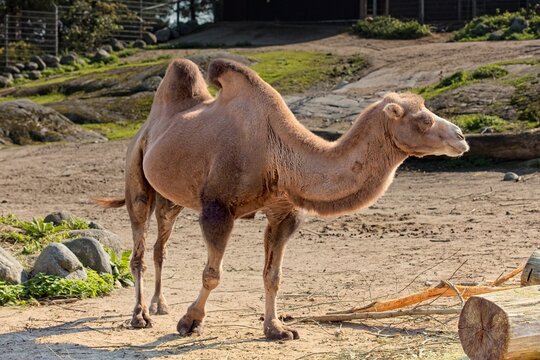 Bactrian camel (Camelus bactrianus), which is an animal characterized by its two distinct humps, at Korkeasaari Zoo, Helsinki, Finland, Europe.