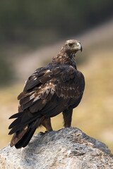Fototapeta premium Golden Eagle (Aquila chrysaetos) in the Sierra de Baza Mountains