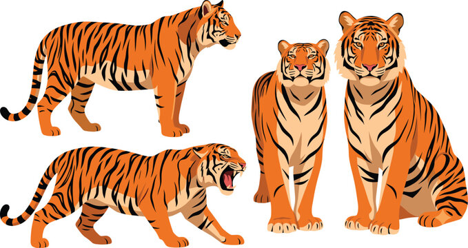 Majestic tigers collection in various dynamic poses with wildlife predator powerful graceful illustration