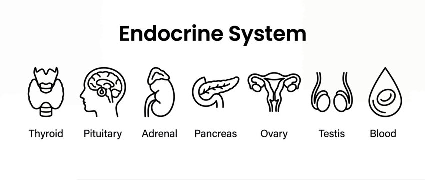Endocrine system icons set. Human anatomy glands and organs vector line art collection.