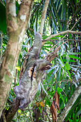 Dreifinger Faultier im Dschungel von Costa Rica © cbasting