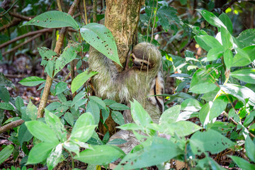 Dreifinger Faultier im Dschungel von Costa Rica © cbasting