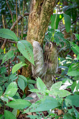 Dreifinger Faultier im Dschungel von Costa Rica © cbasting