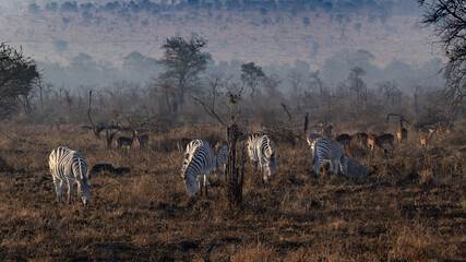 A hazy, misty morning light blankets the African savannah landscape in Kruger National Park. In the foreground, a small herd of zebras grazes on dry, low-lying grass across a vast field. Scattered beh © Boshoff