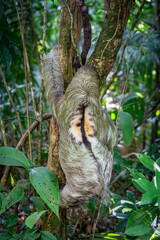 Dreifinger Faultier im Dschungel von Costa Rica © cbasting