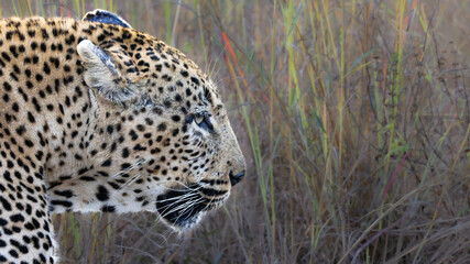 Leopard (Panthera pardus pardus) at Shimuwini in the Kruger National Park, Limpopo, South Africa © Boshoff