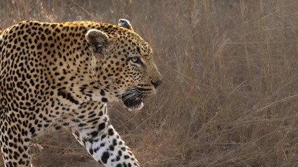 Leopard (Panthera pardus pardus) at Shimuwini in the Kruger National Park, Limpopo, South Africa © Boshoff