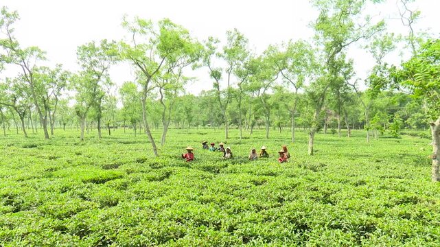 Long Shot of Bangladeshi Women Harvesting Fresh Tea Leaves in Lush Tea Garden Plantation in Sylhet Bangladesh
