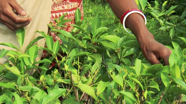 Indian Woman Tea Picker Wearing Traditional Shakha Bangles Collecting Fresh Tea Leaves in Darjeeling Tea Plantation India