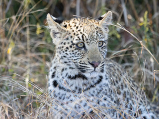 Leopard (Panthera pardus pardus) at Shimuwini in the Kruger National Park, Limpopo, South Africa © Boshoff
