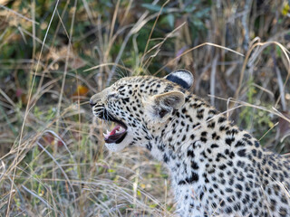 Leopard (Panthera pardus pardus) at Shimuwini in the Kruger National Park, Limpopo, South Africa © Boshoff