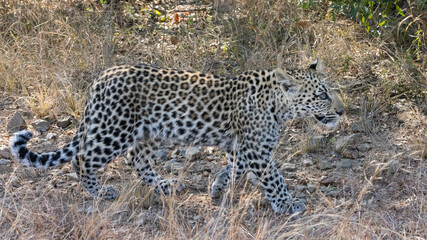 Leopard (Panthera pardus pardus) at Shimuwini in the Kruger National Park, Limpopo, South Africa © Boshoff