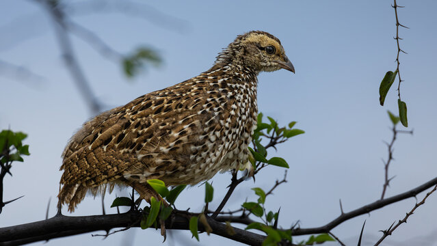 Young Crested Francolin (Ortygornis sephaena) (Bospatrys) near Satara in the Kruger National Park, Limpopo, South Africa 