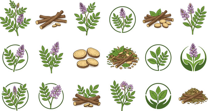 Organic Licorice Root Herbal Plant Vector Icon Set with Purple Flowers Green Leaves Slices Chopped Bark and Minimalist Wellness Logo Badges