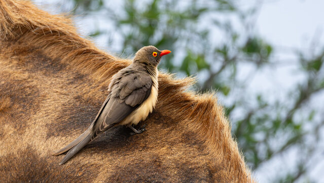 Red-billed oxpecker (Rooibekrenostervo&euml;l) (Buphagus erythrorhynchus) on a Giraffe (Kameelperd) (Giraffa camelopardalis) near Satara in the Kruger National Park, Limpopo, South Africa 