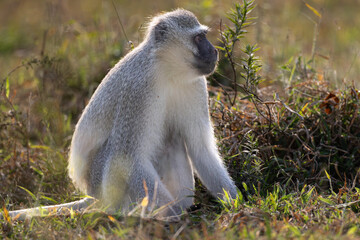 Vervet monkey (Blouapie) (Chlorocebus pygerythrus) feeding and grooming in the Kruger National Park at Crook’s Corner, Pafuri, Limpopo, South Africa © Boshoff