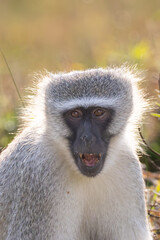 Vervet monkey (Blouapie) (Chlorocebus pygerythrus) feeding and grooming in the Kruger National Park at Crook’s Corner, Pafuri, Limpopo, South Africa © Boshoff