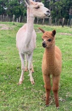 Mother Llama with Her Cria