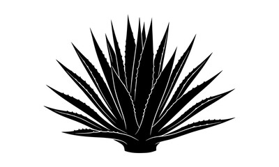 Fototapeta premium Agave plant or blue agave succulent bush vector silhouette isolated on white background