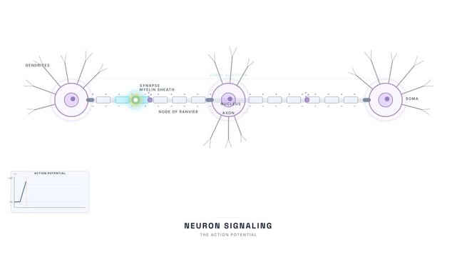 Neuron Action Potential Pulse Animation &mdash; Nervous System Signal Transmission Educational Loop