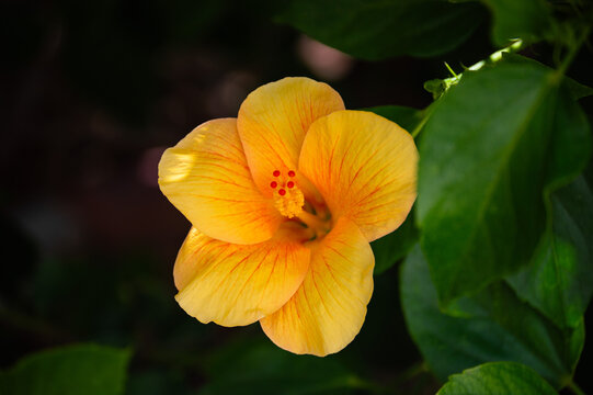 Yellow orange hibiscus rosa-sinensis flower with red veins and pollen stamen on dark background