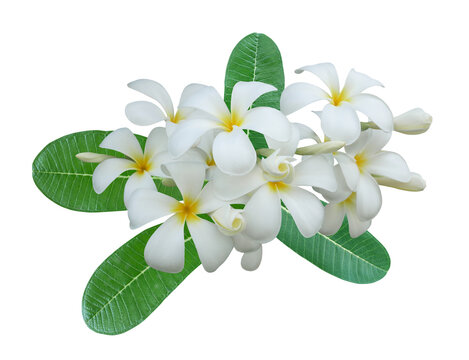 White plumeria flowers and green leaves. Tropical frangipani bouquet isolated on transparent background for spa, wellness, wedding invitation, and summer botanical design.