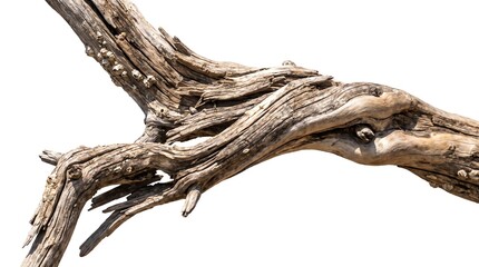 Fototapeta premium Weathered Wood Branch with Barnacles Against White Background Detail