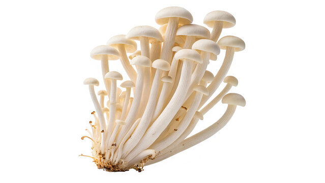 Bunch of fresh organic raw white enoki mushrooms isolated on transparent background
