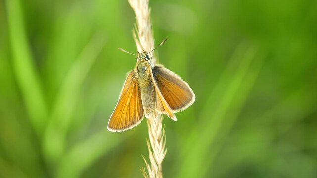 Butterfly Thymelicus sylvestris small skipper Hesperiidae sitting resting peacefully perched on the green seed detail false bulbous oat tall grass onion couch tuber flowering plant grassland meadow