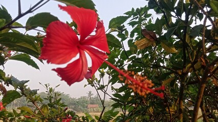 Beautiful Red Hibiscus Rosa Sinensis Flower in Nature © Yecteva 