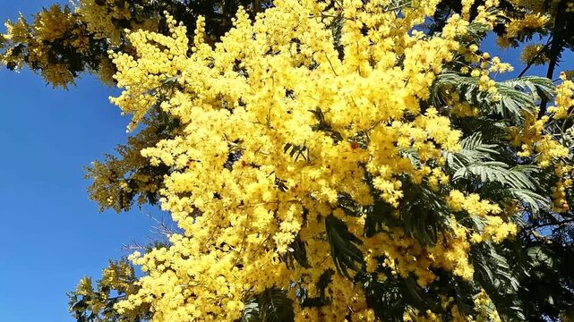 Yellow mimosa flowers blooming against blue sky close up. Perfect for spring, holiday and nature backgrounds