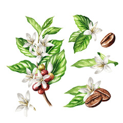 Obraz premium Ripe berries and flowers, coffee beans on a branch of coffee tree set. Original Hand drawn watercolor illustration isolated on white background