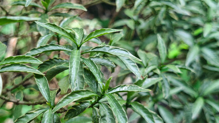 Fresh tropical foliage leaves growing densely in vibrant natural garden background © Rungphailin
