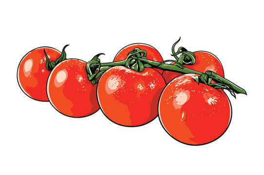 Ripe tomatoes on vine cluster vector illustration