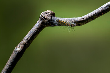 Fototapeta premium Hairy caterpillar crawling on a thin dry branch against a vibrant green bokeh background, macro photography of insect larva in natural environment.